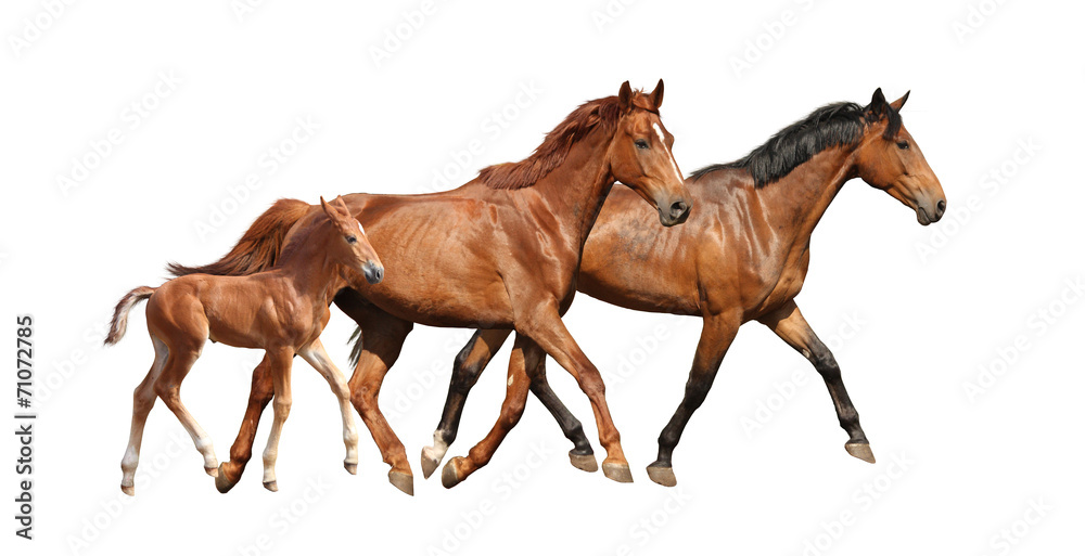 Chestnut cute foal running free with his parents Chestnut cute foal running free with his parents