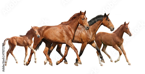 Two brown horses and two little foals family running free