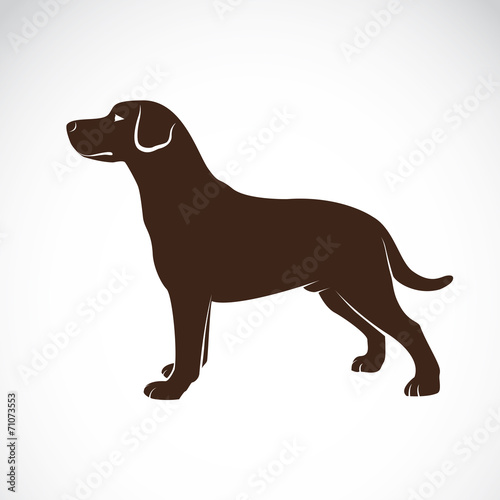 Vector image of an dog labrador