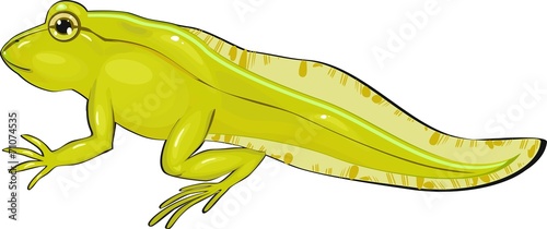 Tadpole with legs