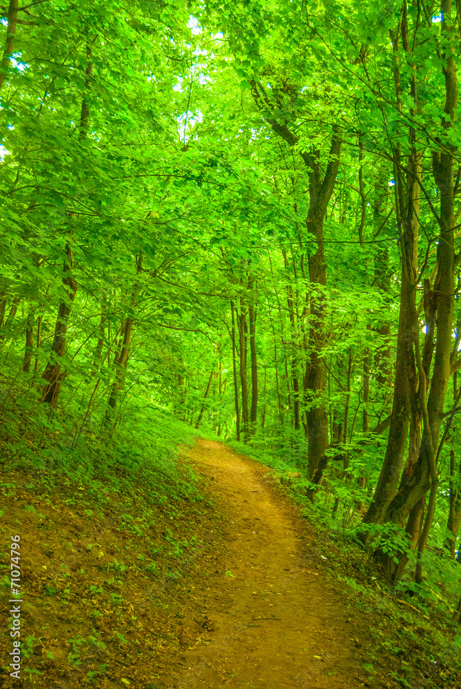 Obraz premium path between trees in the forest in summertime