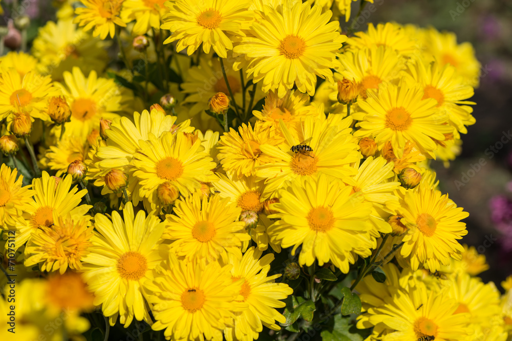 Chrysanthemum Chrysanthemum