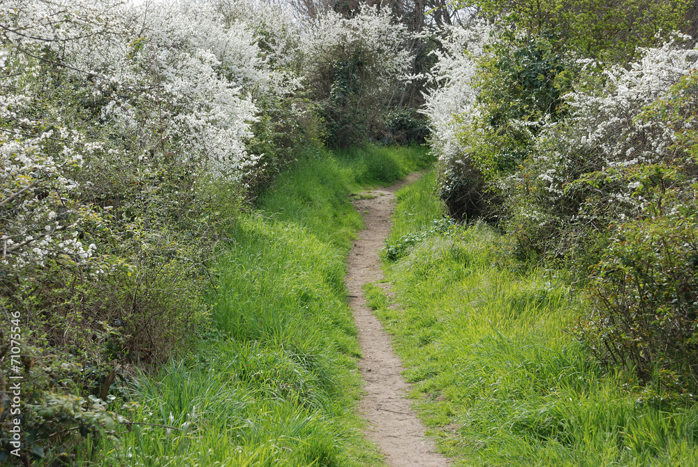 A path at spring A path at spring