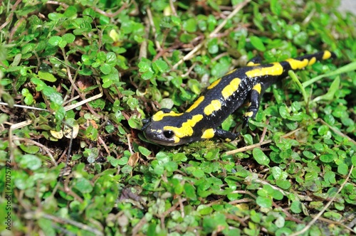 Salamander © Heliosphile