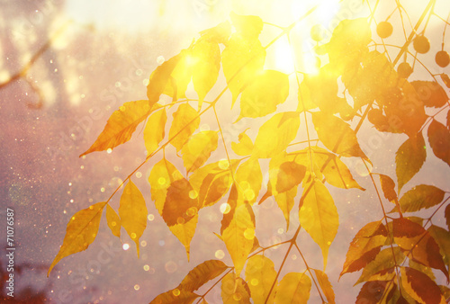 image of fall leaves and light burst. filtered image.
