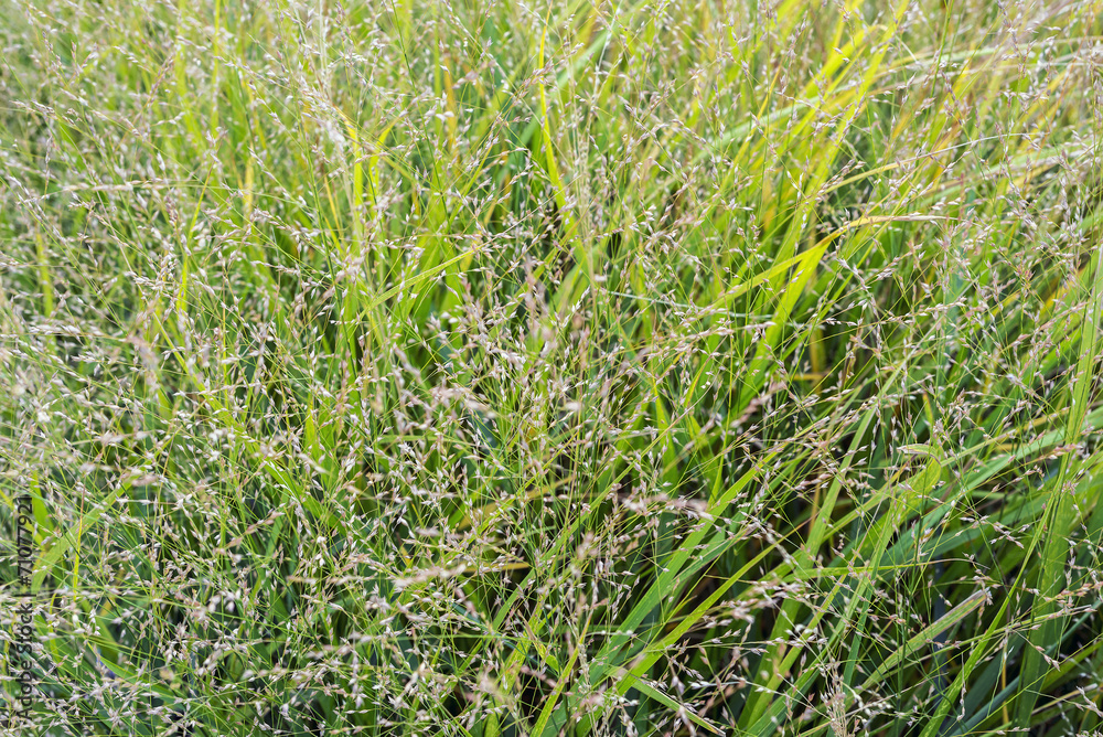 Wild flower plants meadow in autumn light