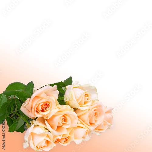 Roses bouquet isolated  beautiful floral abstract background