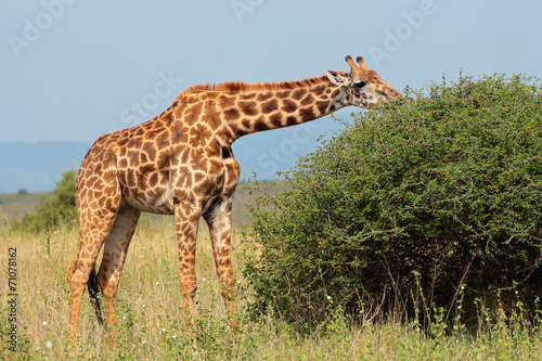 Photography Masai giraffe feeding on a tree