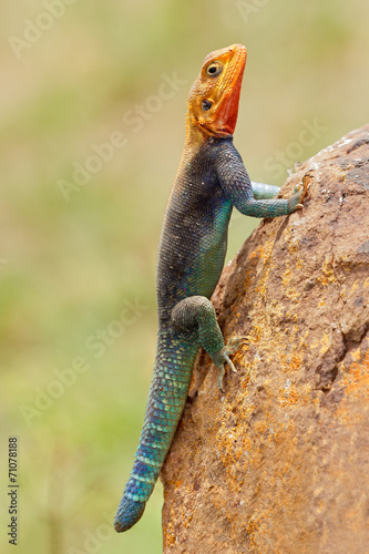 Rainbow agama, Amboseli National Park