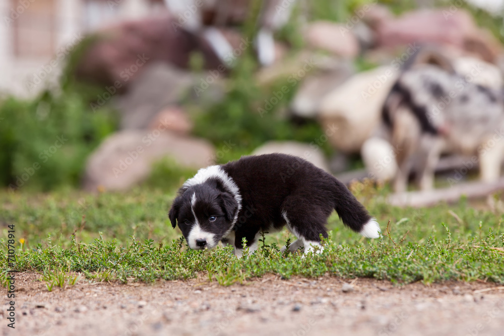 Border Collie puppy playing outside on the farm Border Collie puppy playing outside on the farm