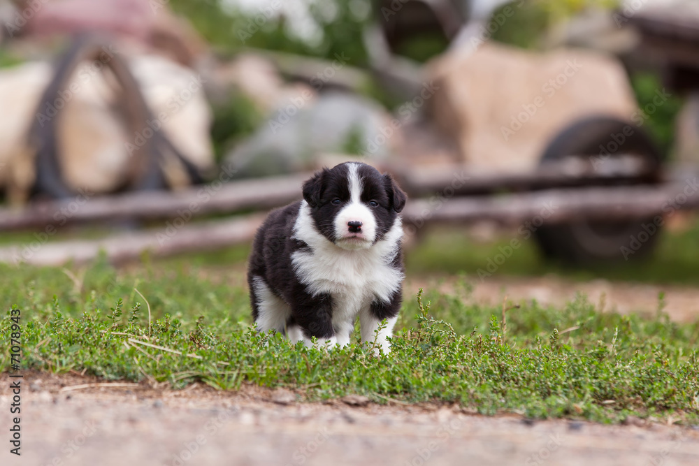 Border Collie puppy playing outside on the farm