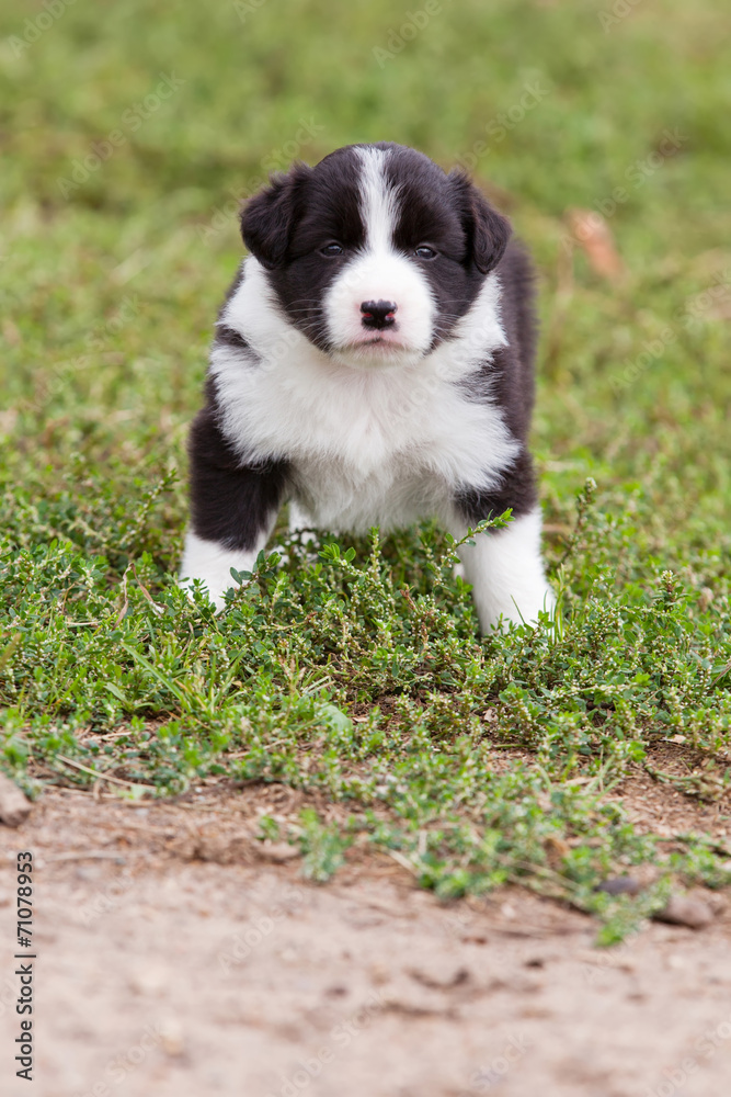 Border Collie puppy playing outside on the farm