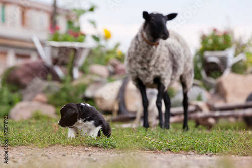 Border Collie puppy playing outside on the farm