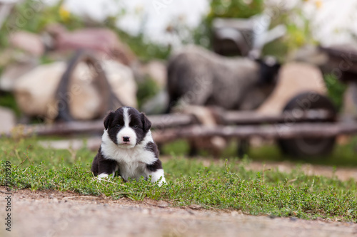 Border Collie puppy playing outside on the farm