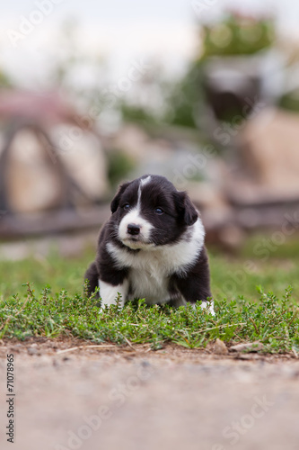 Border Collie puppy playing outside on the farm