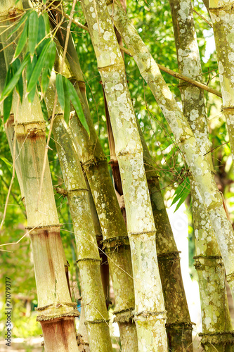 bamboo in garden