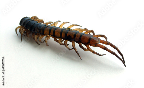 die centipede Ethmostigmus rubripes isolate photo