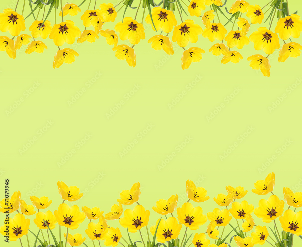 Frame of beautiful tulips on green background Frame of beautiful tulips on green background