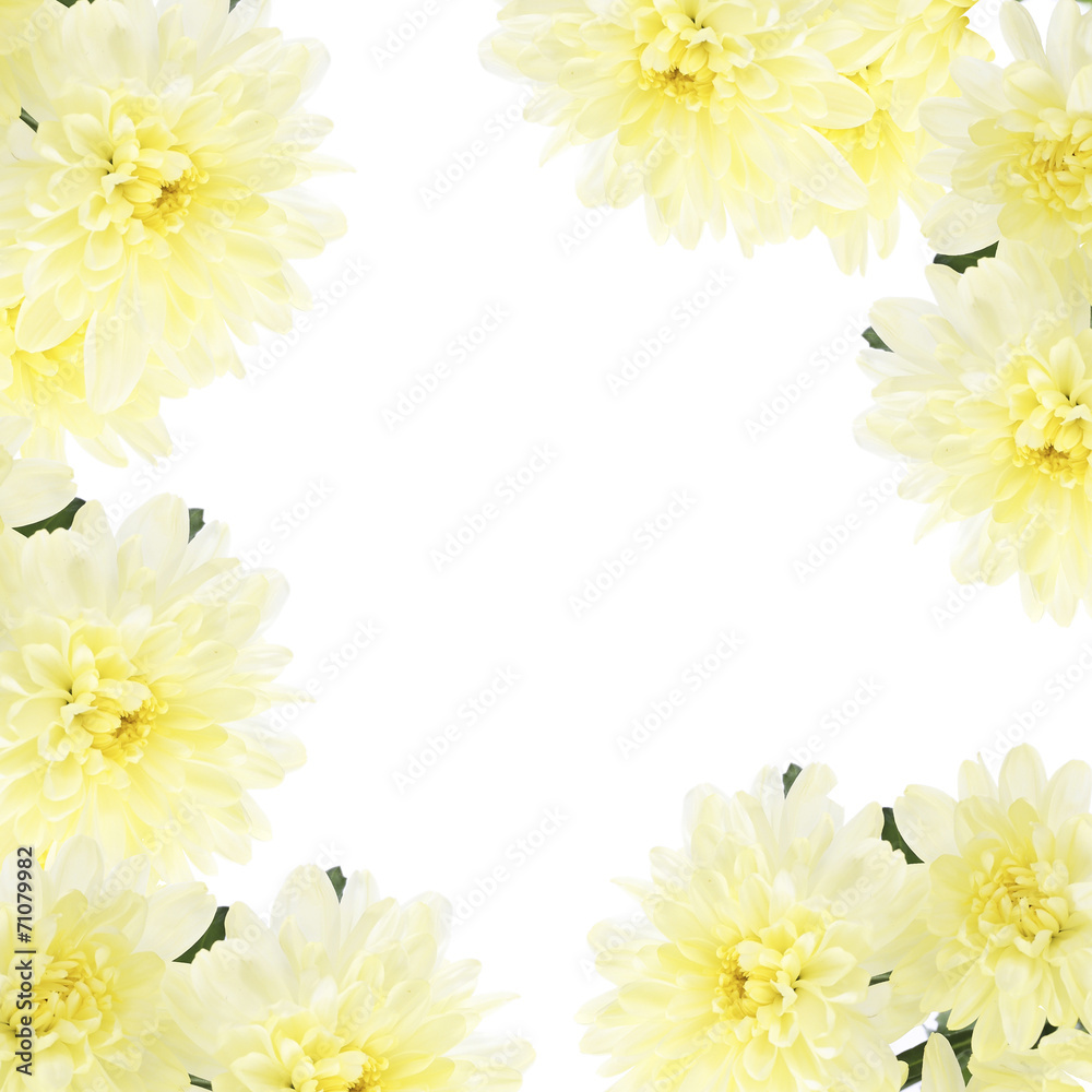 Frame of beautiful chrysanthemum flowers, isolated on white