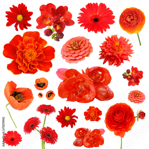 Fototapeta Naklejka Na Ścianę i Meble -  Collage of beautiful red flowers