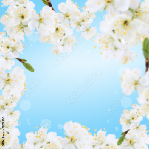 Frame of blooming tree branch with white flowers