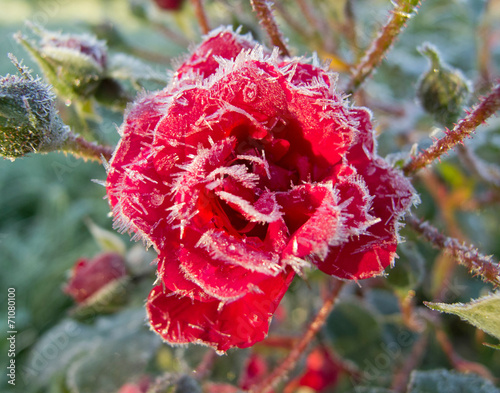 Beautiful red rose in the frosty morning in the garden