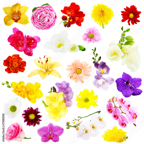 Fototapeta Naklejka Na Ścianę i Meble -  Collage of beautiful flowers