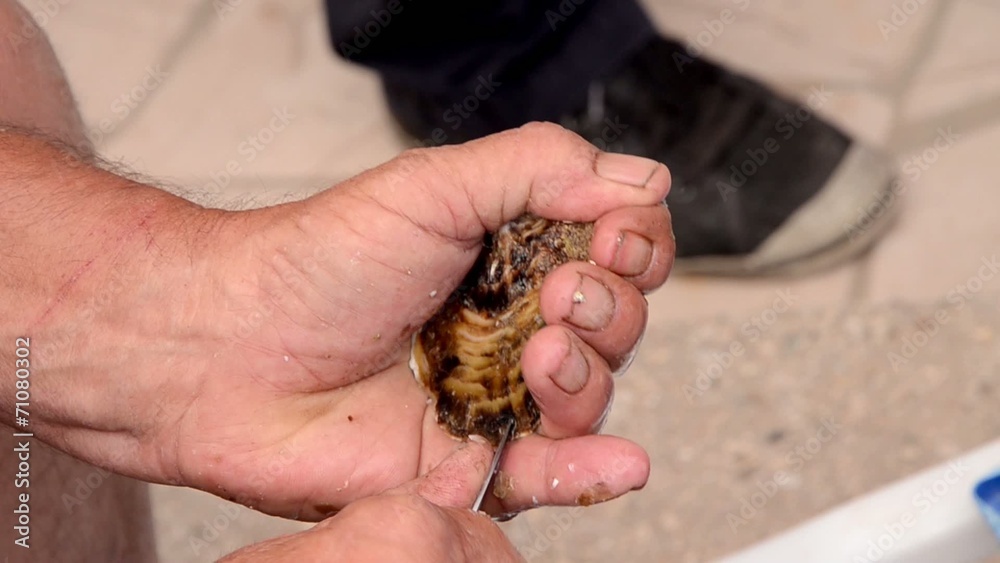 close up of opening oyster