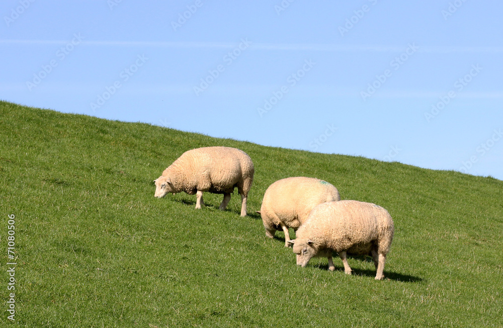 sheep on the dike in Friesland sheep on the dike in Friesland