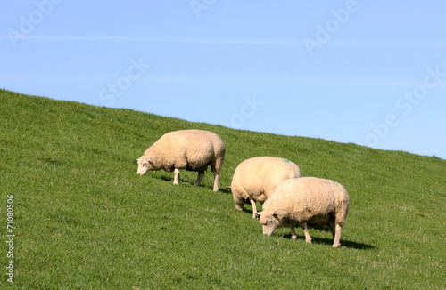 sheep on the dike in Friesland