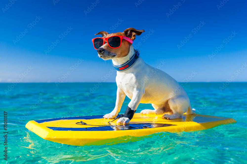 Wunschmotiv: surfer dog #71081117