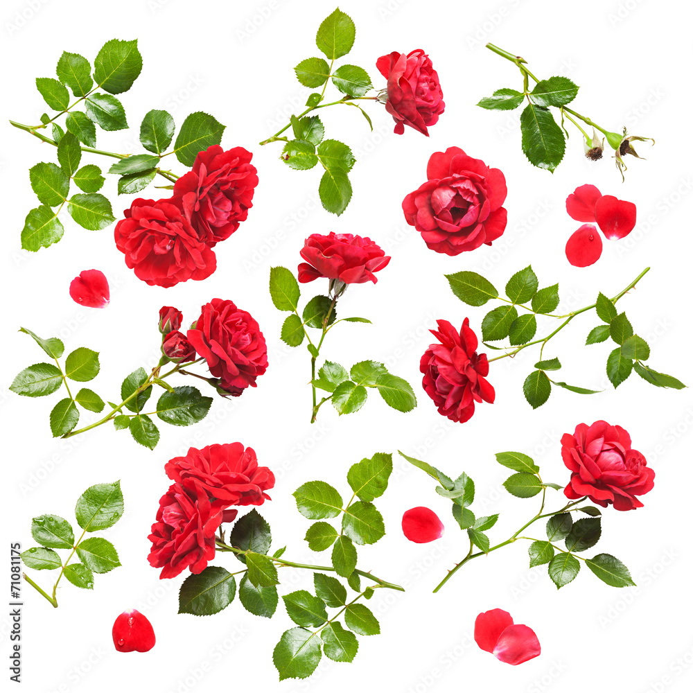 Fototapeta premium Red roses