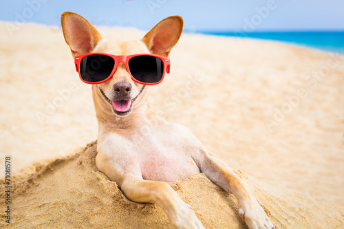 cool dog at the beach © Javier brosch