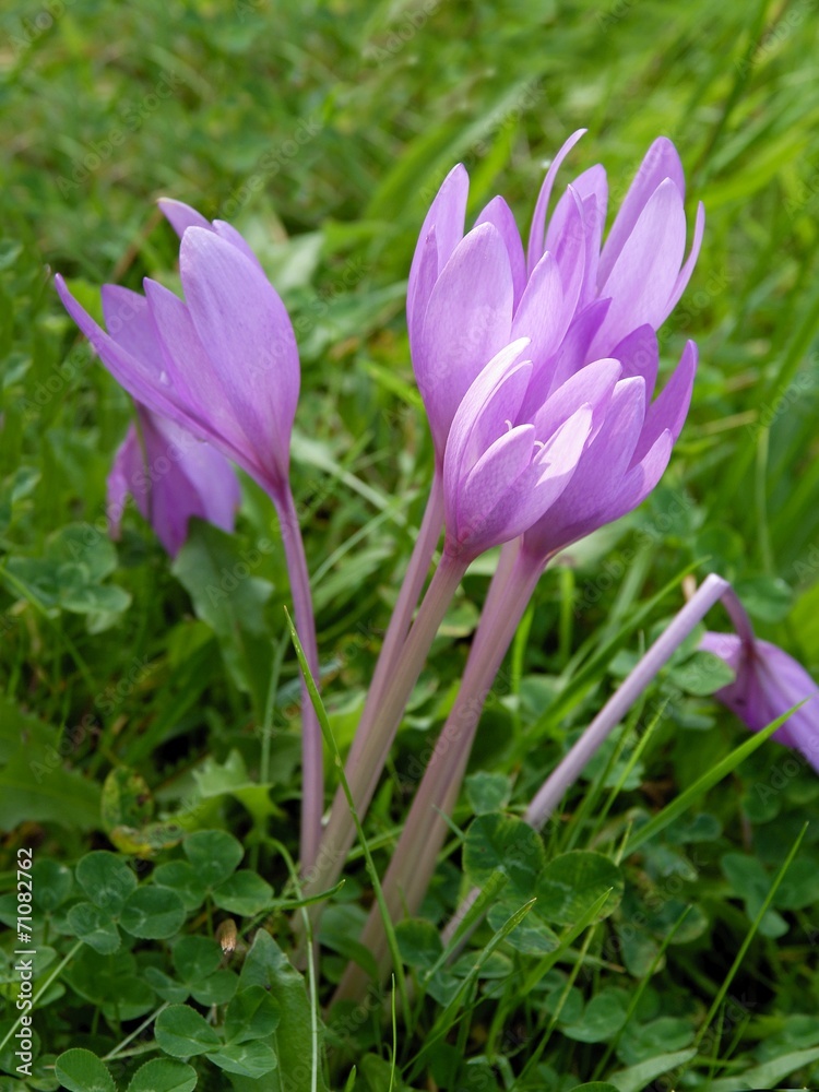 colchicum lila flowers colchicum lila flowers