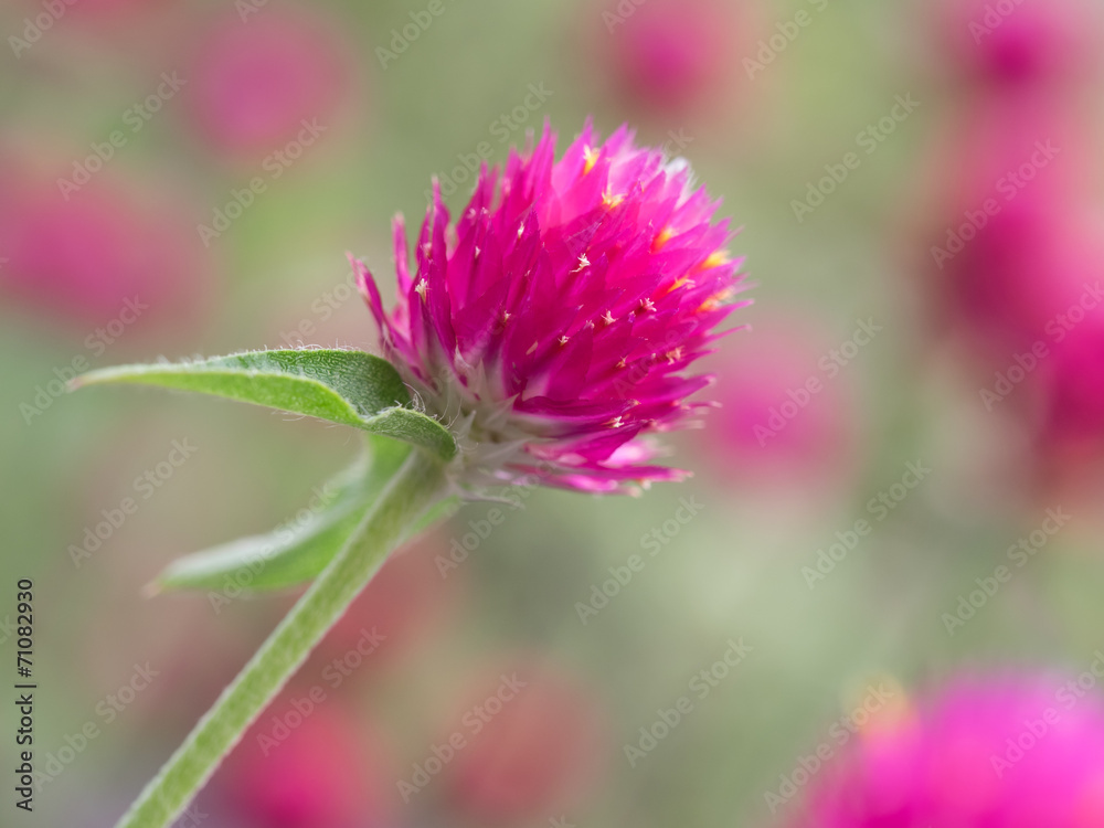 花壇の可愛い千日紅 花壇の可愛い千日紅