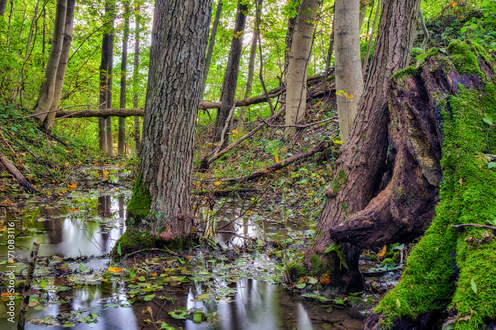 Fototapeta premium Enchanted Autumn Forrest