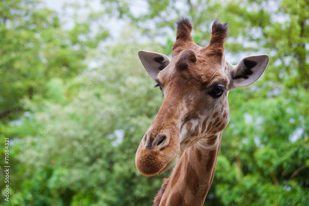 Girafe Girafe
