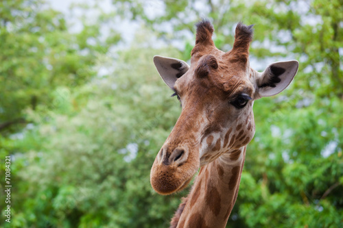 Girafe © Aimohy