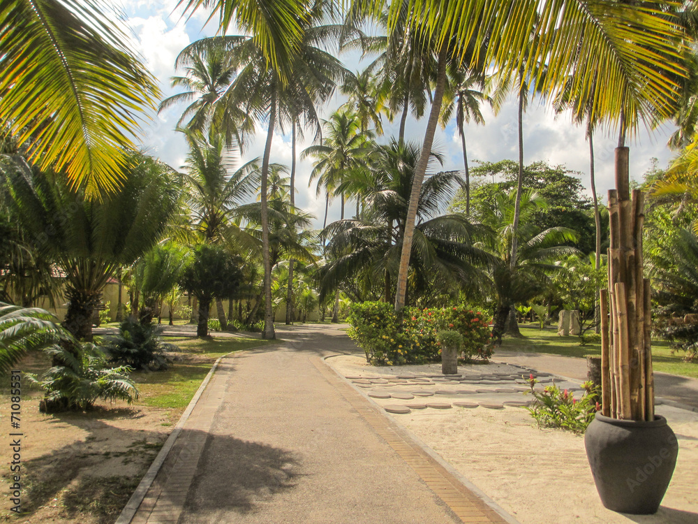 Fototapeta premium palmier seychelles