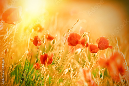 Beautiful poppy flowers in meadow lit by sunlight
