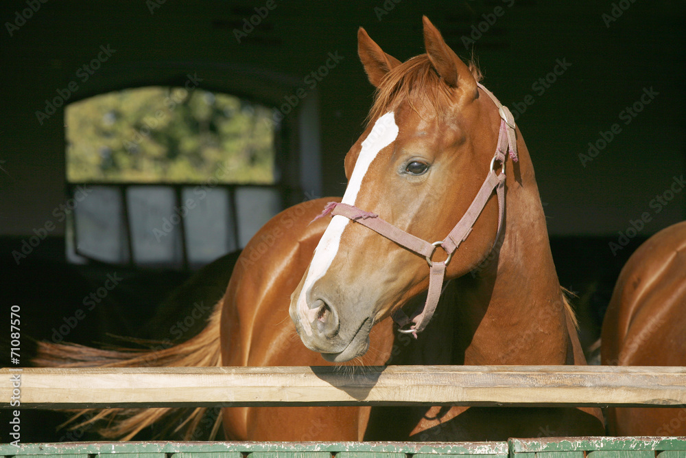 Obraz premium Young thoroughbred arabian horse standing in the stable door