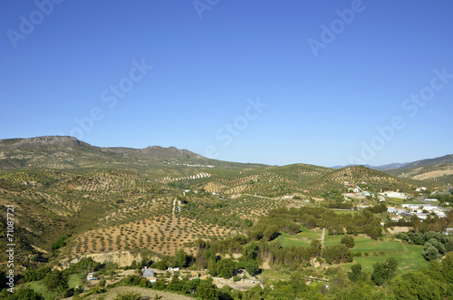 field of olive trees in Andalusia