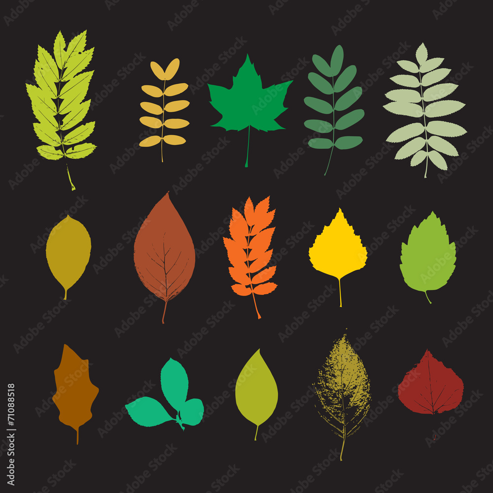 Fototapeta premium Leaf set