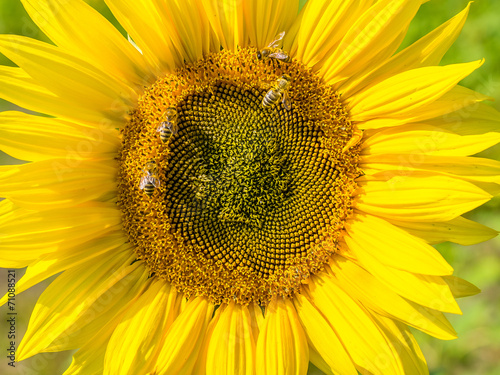 Fototapeta Naklejka Na Ścianę i Meble -  Sonnenblume