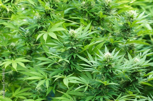 Large Cannabis plants in blossom