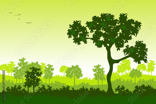 Sommerlandschaft