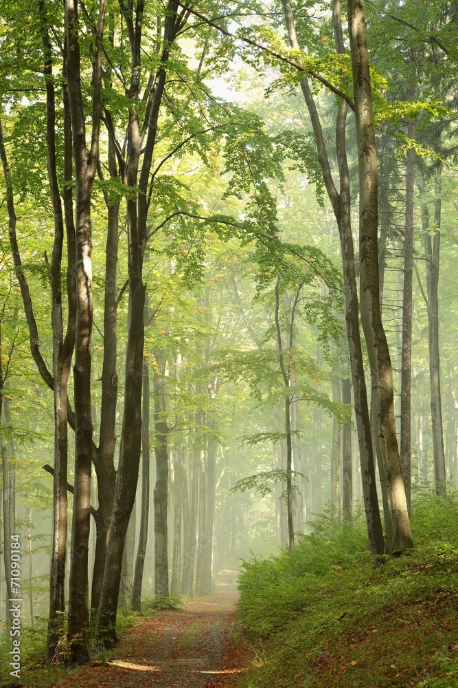Obraz premium Path through a beech forest surrounded by fog in the sunshine