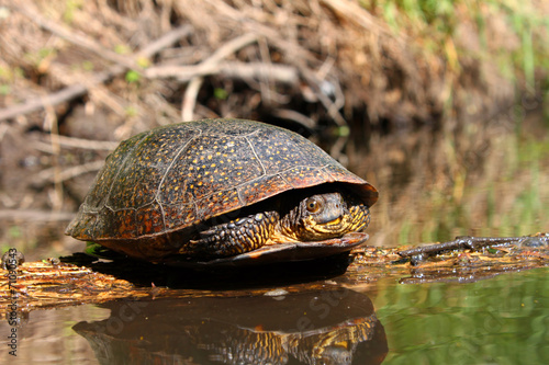 Blandings Turtle Basking Illinois photo