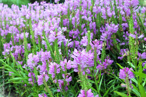 Purple physostegia  flowering plant of the mint family