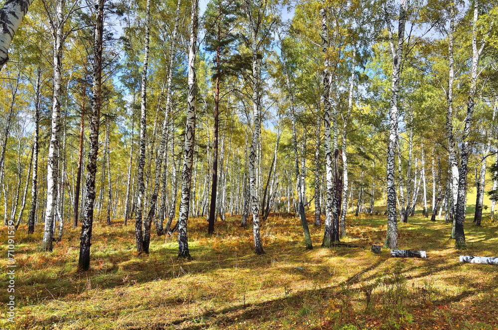 Sunny day in birch forest
